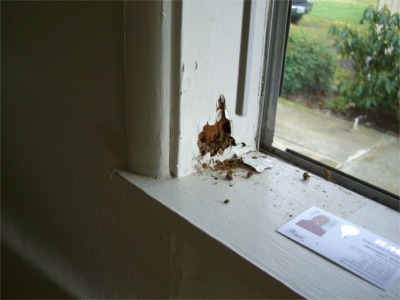 Termite damage behind window sill